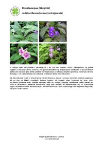 Streptocarpus (Skrętnik) rodzina Gesneriaceae (ostrojowate)