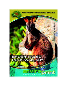 Brush-tailed rock-wallaby / Rock-wallaby / Macropodidae / Yellow-footed rock-wallaby / Macropods / Mammals of Australia / Wallaby