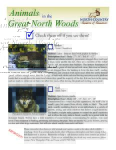 Animals in the Great North Woods Check them off if you see them! Beaver  Castor Canadensis
