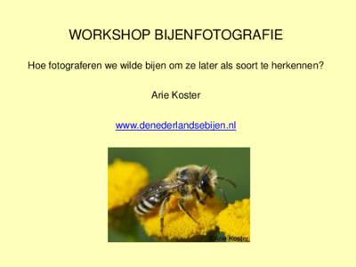 WORKSHOP BIJENFOTOGRAFIE Hoe fotograferen we wilde bijen om ze later als soort te herkennen? Arie Koster www.denederlandsebijen.nl