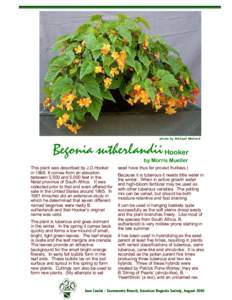 Flowers / Plant morphology / Tuber / Veitch Nurseries / Botany / Biology / Begonia