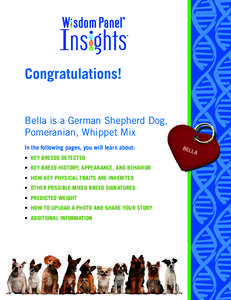 Congratulations! Bella is a German Shepherd Dog, Pomeranian, Whippet Mix In the following pages, you will learn about: • KEY BREEDS DETECTED • KEY BREED HISTORY, APPEARANCE, AND BEHAVIOR