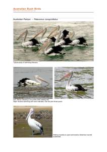 Zoology / Seabird / Gular skin / Bird / Great White Pelican / Spot-billed Pelican / Pelecanus / Pelicans / Ornithology