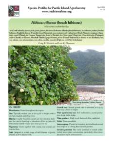 Medicinal plants / Flowers / Trees of Australia / Hibiscus / Cutting / Maconellicoccus hirsutus / Guettarda speciosa / Hibiscus moscheutos / Hawaiian hibiscus / Eudicots / Flora / Rosids