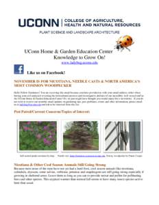 UConn Home & Garden Education Center Knowledge to Grow On! www.ladybug.uconn.edu Like us on Facebook! NOVEMBER IS FOR NICOTIANA, NEEDLE CASTS & NORTH AMERICA’S