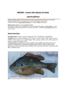 Pumpkinseed / Otocinclus / Fish / Lepomis / Centrarchidae