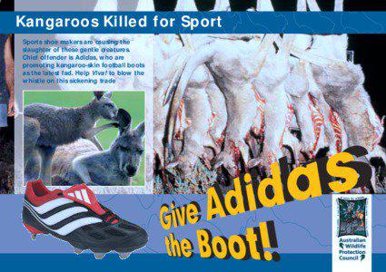 Kangaroos Killed for Sport Sports shoe makers are causing the slaughter of these gentle creatures.