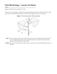 Leaf / Petiole / Bud / Phyllotaxis / Oxypolis occidentalis / Axillary bud / Plant morphology / Botany / Biology