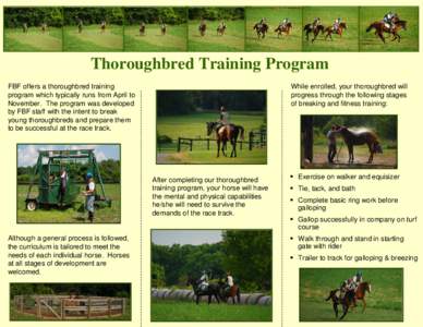 Thoroughbred Training Program While enrolled, your thoroughbred will progress through the following stages of breaking and fitness training:  FBF offers a thoroughbred training