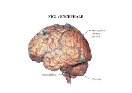 FIG1 : ENCEPHALE  FIG 2 : Régions de l’encéphale FIG3 : structure de base du SN central