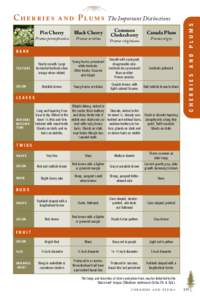 The Important Distinctions Common Chokecherry Pin Cherry
