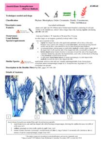 Anotrichium licmophorum[removed]Harvey) Baldock filament