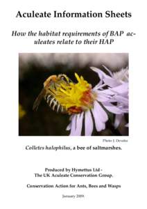 Aculeate Information Sheets How the habitat requirements of BAP aculeates relate to their HAP Photo: J. Devalez  Colletes halophilus, a bee of saltmarshes.