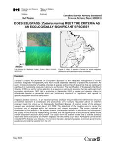 Zostera / Labyrinthula / Taxonomy / Patchogue Bay / South Maury Island environmental issues / Seagrass / Eelgrass limpet / Lottiidae