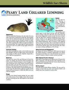 Lemming / Voles and lemmings / Northern Collared Lemming / Collared lemming