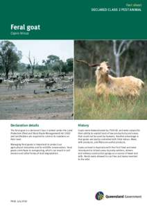 Fact sheet DECLARED CLASS 2 PEST ANIMAL Feral goat Capra hircus