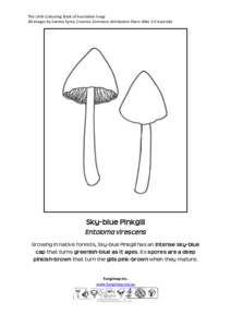 The Little Colouring Book of Australian Fungi All images by Katrina Syme, Creative Commons Attribution-Share Alike 3.0 Australia Sky-blue Pinkgill Entoloma virescens Growing in native forests, Sky-blue Pinkgill has an in