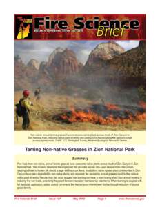 Non-native annual brome grasses have overcome native plants across much of Zion Canyon in Zion National Park, reducing native plant diversity and posing a fire hazard along the canyon’s single access/egress route. Cred