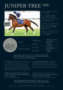 JUNIPER TREE (IRE) By 6-time Champion sire and sire of sires, Galileo Out of Alexander Goldrun, winner of 5 Group 1 races inc. Prix de l’Opera, The Nassau Stakes