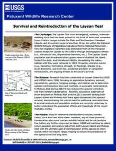 Patuxent Wildlife Research Center Survival and Reintroduction of the Laysan Teal Ducks eating brine flies. Photo courtesy of Ian Thomas, USFWS volunteer, 2013.