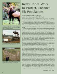 Treaty Tribes Work To Protect, Enhance Elk Populations Jamestown S’Klallam Tribe Says Moving Sequim Herd Best Solution For Elk, People