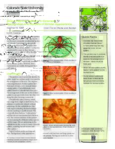 Brown Recluse Spiders in Colorado: Recognition and Spiders of Similar Appearance Fact Sheet No.	[removed]Insect Series| Home and Garden