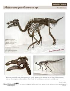 Dinosaurs & Birds  Maiasaura peeblesorum sp. Fossil Replica