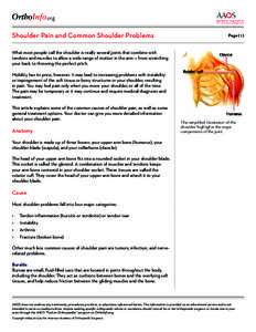 .org Shoulder Pain and Common Shoulder Problems Page[removed]What most people call the shoulder is really several joints that combine with