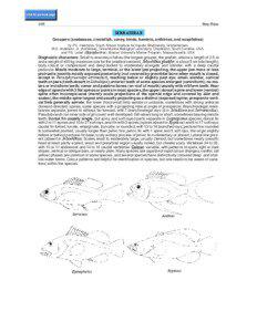 Venomous fish / Fish anatomy / Fishkeeping / Ichthyology / Operculum / Stegastes pictus / Snake mackerel / Fish / Perciformes / Synanceiidae