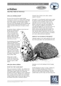 Microsoft Word - 3 Echidnas.doc