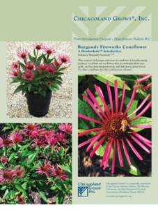 C hicagoland G rows ® , I nc .  Plant Introduction Program - Plant Release Bulletin #32 Burgundy Fireworks Coneflower A Meadowbrite™ Introduction
