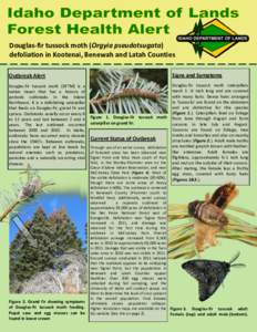 Douglas-fir tussock moth (Orgyia pseudotsugata) defoliation in Kootenai, Benewah and Latah Counties Outbreak Alert Signs and Symptoms