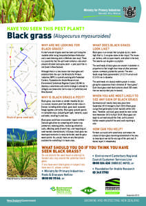 have you seen this pest plant?  Black grass (Alopecurus myosuroides) Why are we looking for black grass?