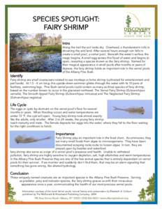 SPECIES SPOTLIGHT: FAIRY SHRIMP Intro Along the trail the soil looks dry. Overhead, a thunderstorm rolls in drowning the arid land. After several hours enough rain falls to create a small pool, a vernal pool. Beneath the