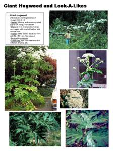 Giant Hogweed and LookLook-A-Likes Giant Hogweed (Heracleum mantegazzianum) •Height (ft.): 8-14 •Leaves: sharply and unevenly lobed (up to 5 ft. long), hairy below