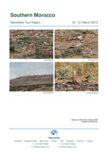 Southern Morocco 12 – 21 March 2015 Naturetrek Tour Report  Temminck’s Lark