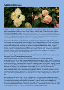 Plant morphology / Begonia / Tubers / Potting soil / Botany / Biology / Flowers