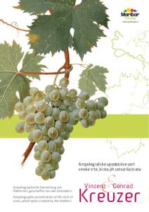 www.pohorje.si   � Ampelografske upodobitve sort vinske trte, ki sta jih ustvarila brata