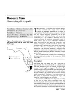 Roseate Tern Sterna dougallii dougallii he roseate tern is a medium-sized, colonial-nesting,