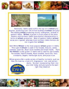 Nationally, Idaho ranks within the top 10 in wheat production, producing over 100 million bushels of wheat annually! The leading wheat producing county is Bingham, located in eastern Idaho. Wheat is grown in most areas o