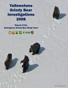 Yellowstone Grizzly Bear Investigations 2008 Report of the Interagency Grizzly Bear Study Team