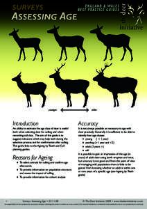 younger  Introduction An ability to estimate the age class of deer is useful both when selecting deer for culling and when