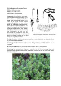 3.2 Polytrichum formosum HEDW. Schönes Widertonmoos, Schönes Frauenhaarmoos Polytrichales - Polytrichaceae Morphologie: Die aufrechten, unverzweigten Stämmchen werden höchstens 15 cm hoch und sind von dunkelgrüner b