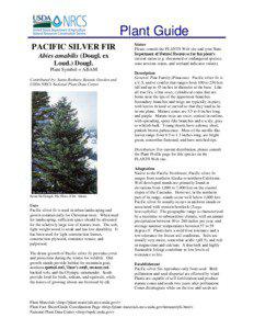 Plant Guide PACIFIC SILVER FIR Abies amabilis (Dougl. ex