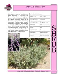 SALVIA X TRIDENT™  This plant is a three-way hybrid between Salvia mojavensis, S. clevelandii and S. dorrii. It retains the strong, pungent aroma of the Desert sage and the interesting whorled flowering spikes of the