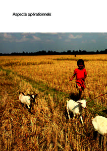 Aspects opérationnels  84 Norokul Begum mène paître ses chèvres sur un champ de riz paddy fraîchement moissonné. Village