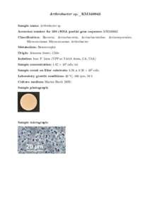 Arthrobacter sp._KM349943 Sample name: Arthrobacter sp. Accession number for 16S rRNA partial gene sequence: KM349943 Classification: Bacteria; Actinobacteria; Actinobacteridae; Actinomycetales; ! Micrococcineae; Microco