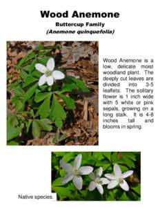 Wood Anemone Buttercup Family (Anemone quinquefolia)  Wood Anemone is a