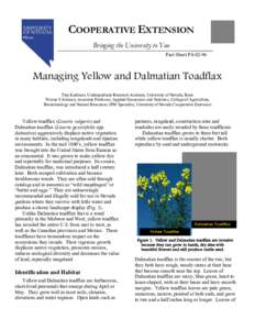 Managing Yellow and Dalmatian Toadflax