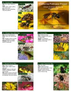 Pollination / Hymenoptera / Beekeeping / Insect ecology / Bumble bee / Bee / Pollen / Wasp / Pollen basket / Pollinators / Biology / Botany